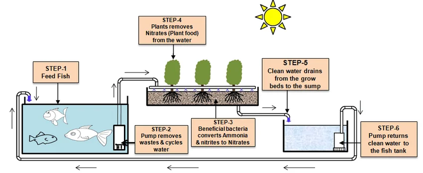 Modern Farming Methods: Why Aquaponics Stands Out as the Superior Choice