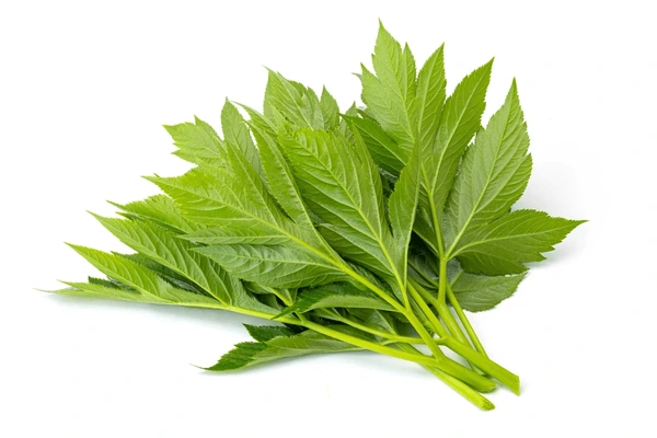 Organic Ashitaba